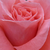 Orange-rose - Rosiers floribunda - Favorite®